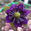 Hepatica x eurasia 'Purple Beauty' GP