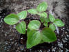 Hepatica nobilis special leaves GP