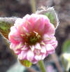 Hepatica japonica 'Omiode' GP