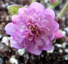 Hepatica japonica 'Momo Agawa' GP