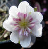 Hepatica x eurasia 'Cherry Blossom' GP