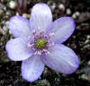 Hepatica x eurasia 'Purple Glow' GP