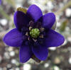 Hepatica x euracia 'Blue Velvet' GP