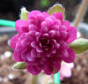 Hepatica japonica 'Choowa' GP