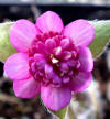 Hepatica japonica 'Janome' GP