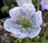 Hepatica nobilis 'Bavarian Blue' 128N