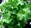 Hepatica nobilis cremar pink x clover leaf 46N
