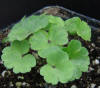 Hepatica obtusa rosea x crenatiloba 49N