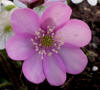 Hepatica nobilis var. pyrenaica pink 52N