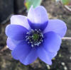 Hepatica x petersii 'Blue Hightlight' JP